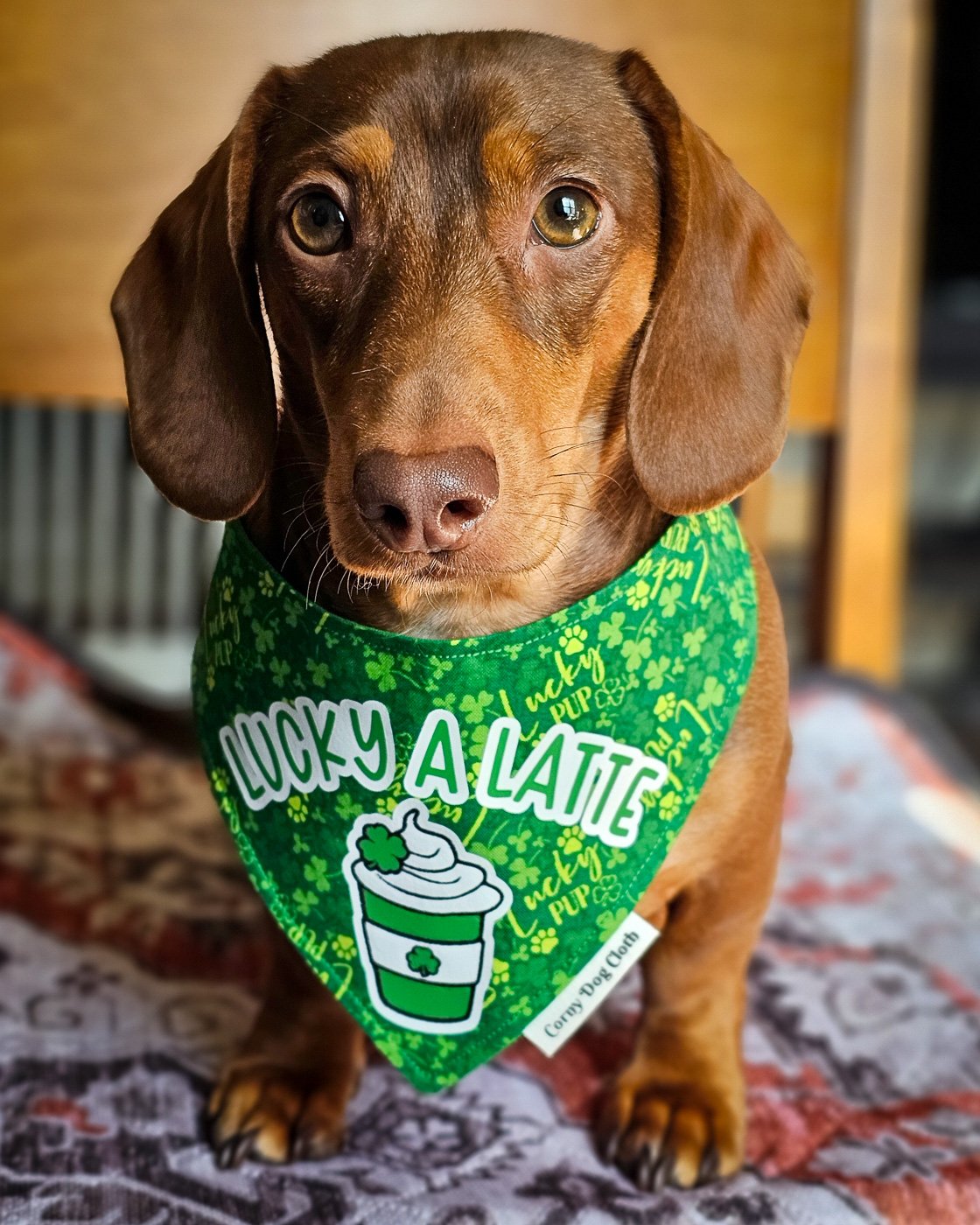 A dachshund sitting on a patterned blanket wearing a green St. Patrick’s Day bandana, Windy City Tailz seasonal photo.