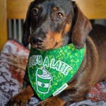 A dachshund lying on a patterned blanket wearing a green St. Patrick’s Day bandana, Windy City Tailz seasonal photo.