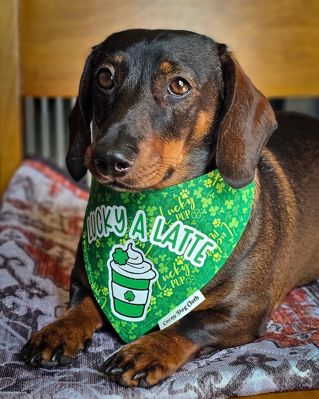 A dachshund lying on a patterned blanket wearing a green St. Patrick’s Day bandana, Windy City Tailz seasonal photo.