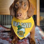 A dachshund sitting on a patterned blanket wearing a yellow St. Patrick’s Day bandana, Windy City Tailz seasonal photo.