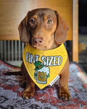 A dachshund sitting on a patterned blanket wearing a yellow St. Patrick’s Day bandana, Windy City Tailz seasonal photo.
