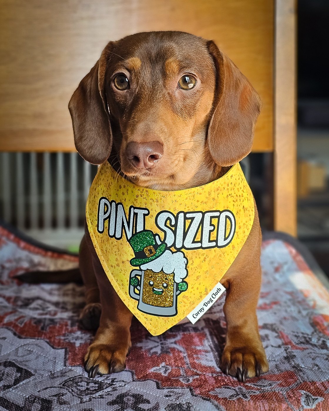 A dachshund sitting on a patterned blanket wearing a yellow St. Patrick’s Day bandana, Windy City Tailz seasonal photo.