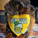 A dachshund lying on a patterned blanket wearing a yellow St. Patrick’s Day bandana, Windy City Tailz seasonal photo.