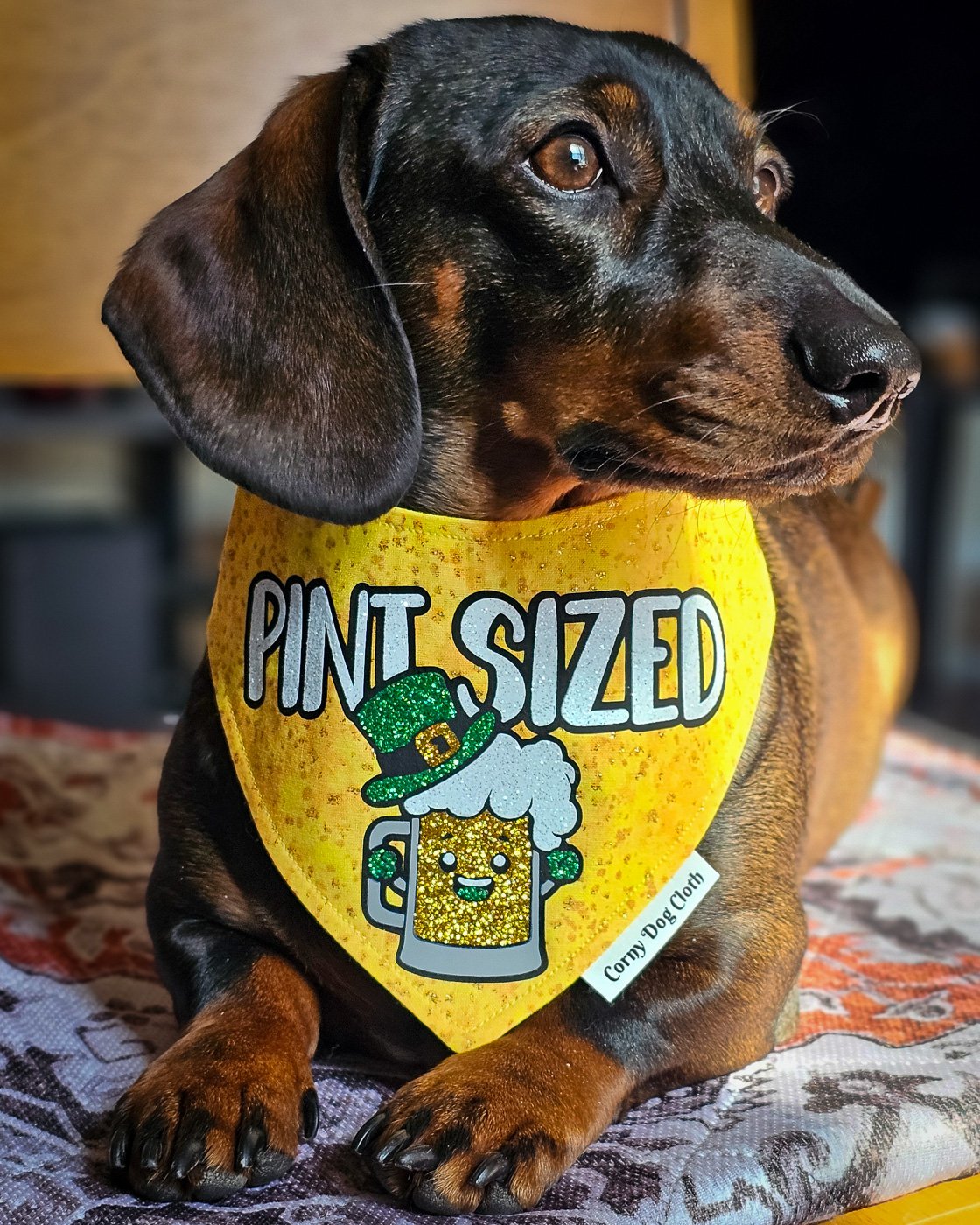 A dachshund lying on a patterned blanket wearing a yellow St. Patrick’s Day bandana, Windy City Tailz seasonal photo.