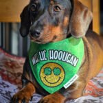 A dachshund lying on a patterned blanket wearing a green St. Patrick’s Day bandana, Windy City Tailz seasonal photo.