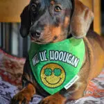 A dachshund lying on a patterned blanket wearing a green St. Patrick’s Day bandana, Windy City Tailz seasonal photo.