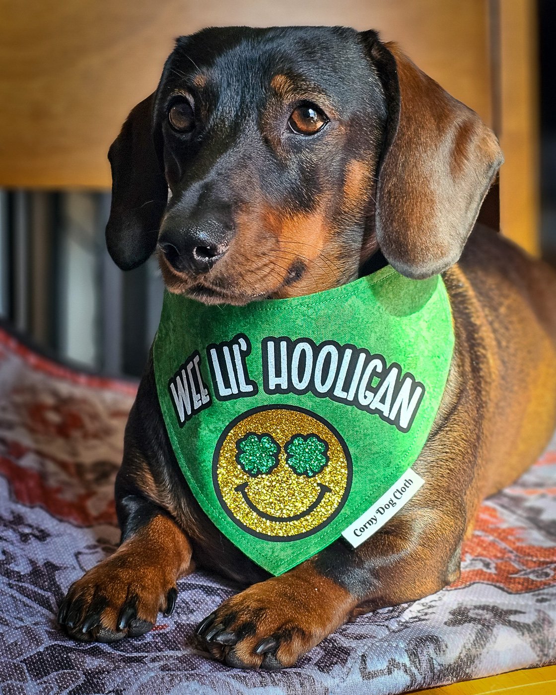 A dachshund lying on a patterned blanket wearing a green St. Patrick’s Day bandana, Windy City Tailz seasonal photo.