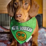 A dachshund sitting on a patterned blanket wearing a green St. Patrick’s Day bandana, Windy City Tailz seasonal photo.