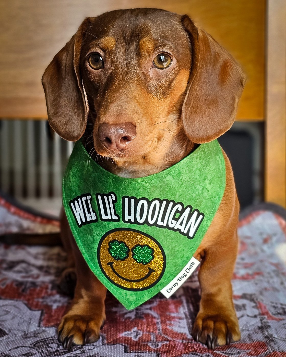 A dachshund sitting on a patterned blanket wearing a green St. Patrick’s Day bandana, Windy City Tailz seasonal photo.
