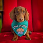 A dachshund sits on a red cushion wearing a teal stud muffin bandana, Windy City Tailz Valentine photo.