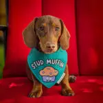 A dachshund sits on a red cushion wearing a teal stud muffin bandana, Windy City Tailz Valentine photo.