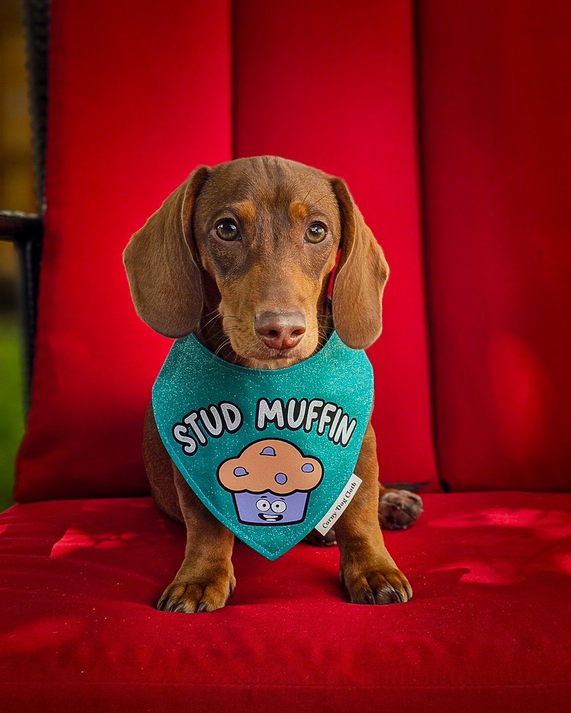 A dachshund sits on a red cushion wearing a teal stud muffin bandana, Windy City Tailz Valentine photo.