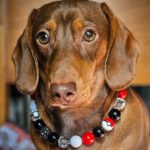 A dachshund sitting indoors wearing a red, black, and white beaded collar, Windy City Tailz styled photo.