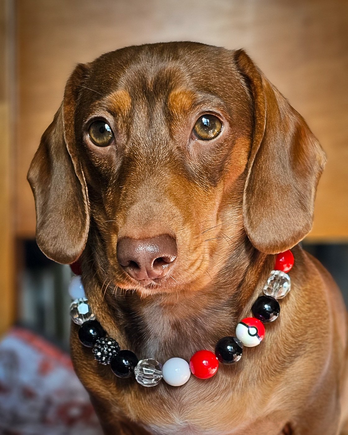 A dachshund sitting indoors wearing a red, black, and white beaded collar, Windy City Tailz styled photo.