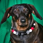 A dachshund lying on a patterned cushion wearing a red, black, and white beaded collar, Windy City Tailz styled photo.
