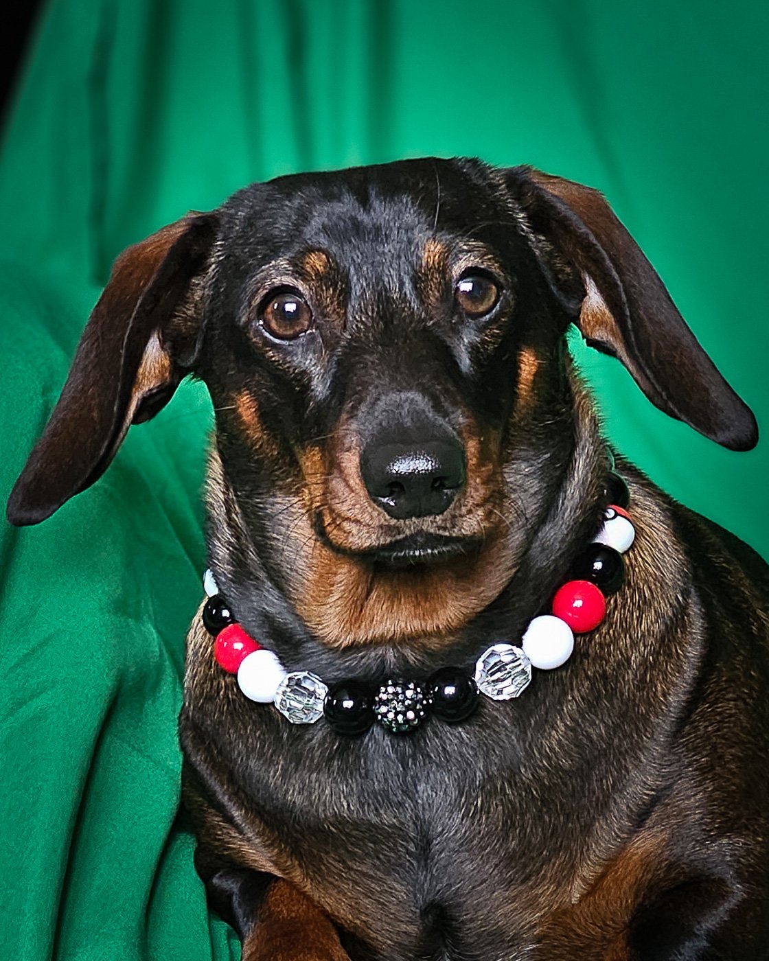 A dachshund lying on a patterned cushion wearing a red, black, and white beaded collar, Windy City Tailz styled photo.