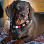 A dachshund lying on a patterned cushion wearing a red, black, and white beaded collar, Windy City Tailz styled photo.
