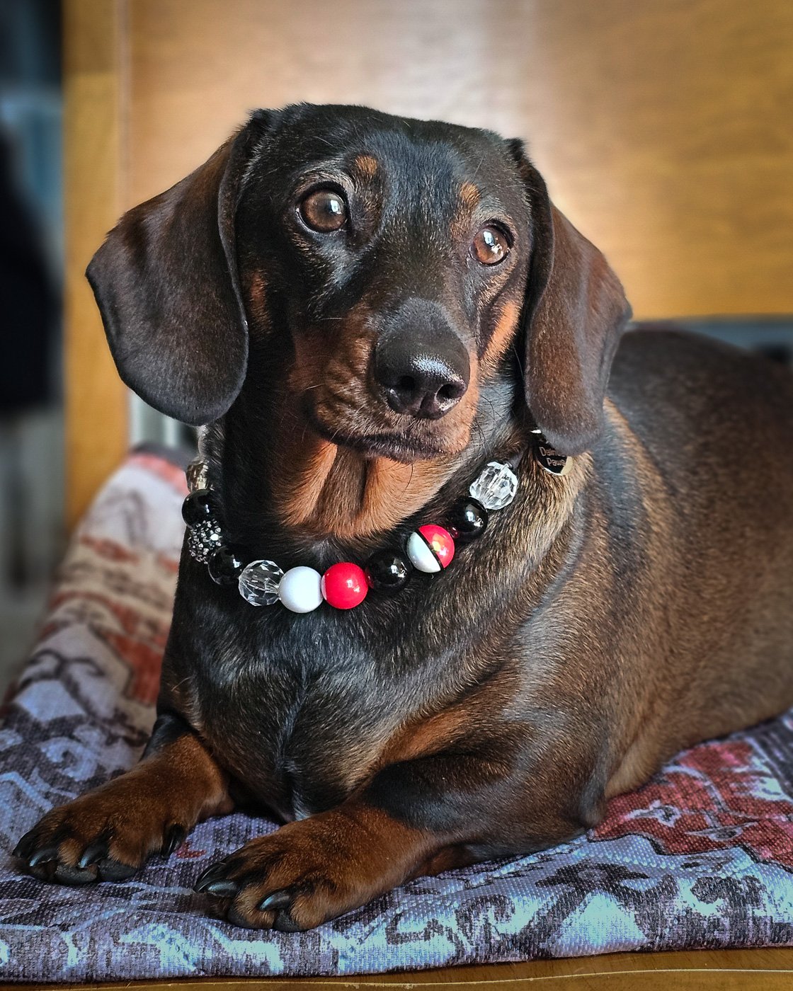 A dachshund lying on a patterned cushion wearing a red, black, and white beaded collar, Windy City Tailz styled photo.