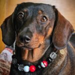 A dachshund lying on a patterned cushion wearing a red, black, and white beaded collar, Windy City Tailz styled photo.