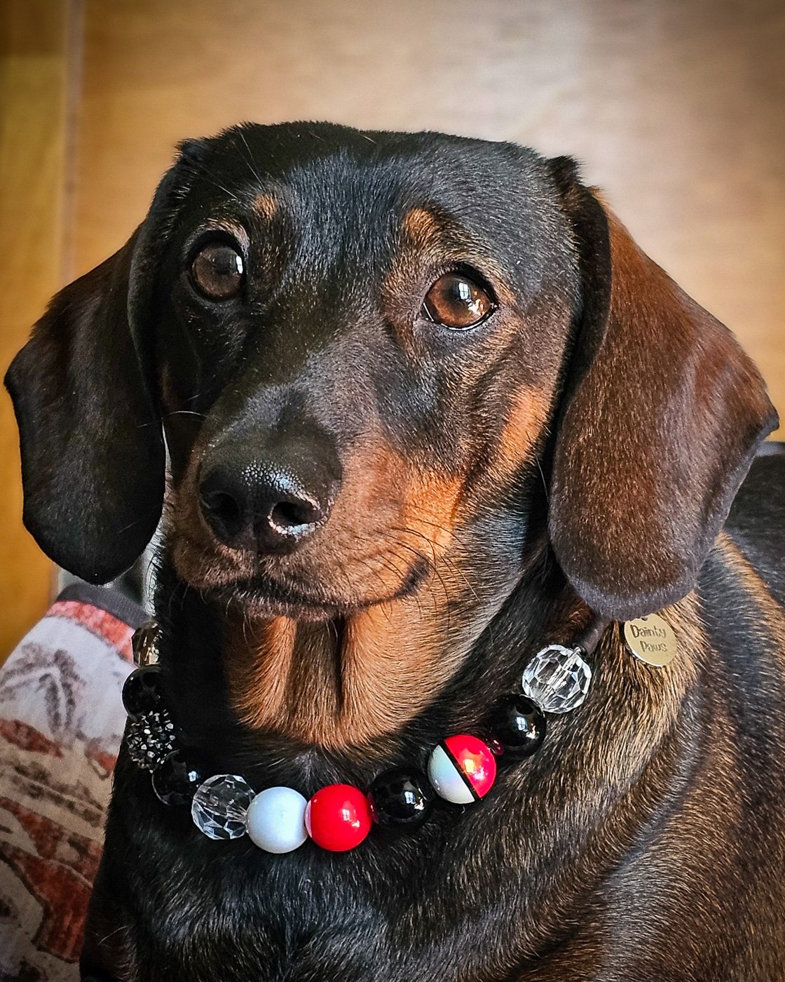 A dachshund lying on a patterned cushion wearing a red, black, and white beaded collar, Windy City Tailz styled photo.