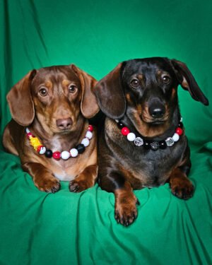 Two dachshunds lying on a green backdrop wearing black, white, red, and yellow beaded collars, Windy City Tailz styled photo.