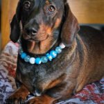 A dark chocolate and tan dachshund lying on a cushion wearing a blue and white beaded collar, Windy City Tailz styled photo.