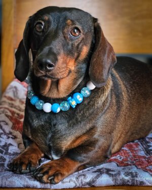 A dark chocolate and tan dachshund lying on a cushion wearing a blue and white beaded collar, Windy City Tailz styled photo.