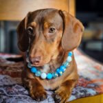 A red dachshund lying on a cushion wearing a blue and white beaded collar, Windy City Tailz styled photo.