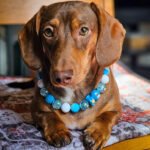 A red dachshund lying on a cushion wearing a blue and white beaded collar, Windy City Tailz styled photo.