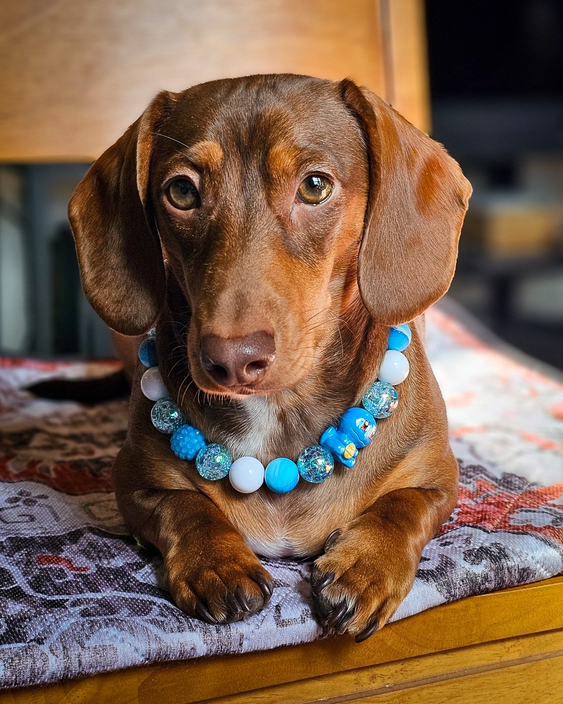 A red dachshund lying on a cushion wearing a blue and white beaded collar, Windy City Tailz styled photo.
