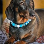 A dark chocolate and tan dachshund lying on a cushion wearing a blue and white beaded collar, Windy City Tailz styled photo.
