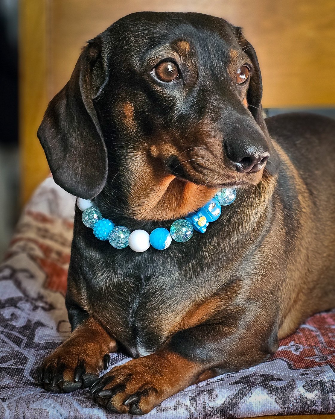 A dark chocolate and tan dachshund lying on a cushion wearing a blue and white beaded collar, Windy City Tailz styled photo.