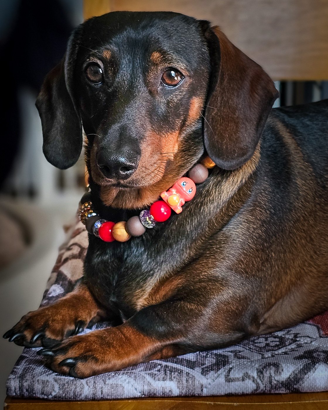 A dark chocolate and tan dachshund lying on a cushion wearing a red, gold, and cocoa beaded collar, Windy City Tailz styled photo.