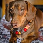 A red dachshund lying on a cushion wearing a red, gold, and cocoa beaded collar, Windy City Tailz styled photo.