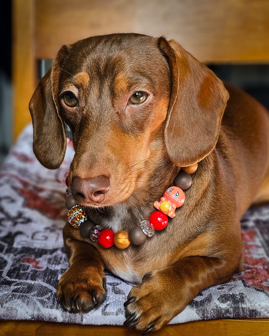 A red dachshund lying on a cushion wearing a red, gold, and cocoa beaded collar, Windy City Tailz styled photo.