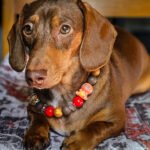 A red dachshund lying on a cushion wearing a red, gold, and cocoa beaded collar, Windy City Tailz styled photo.