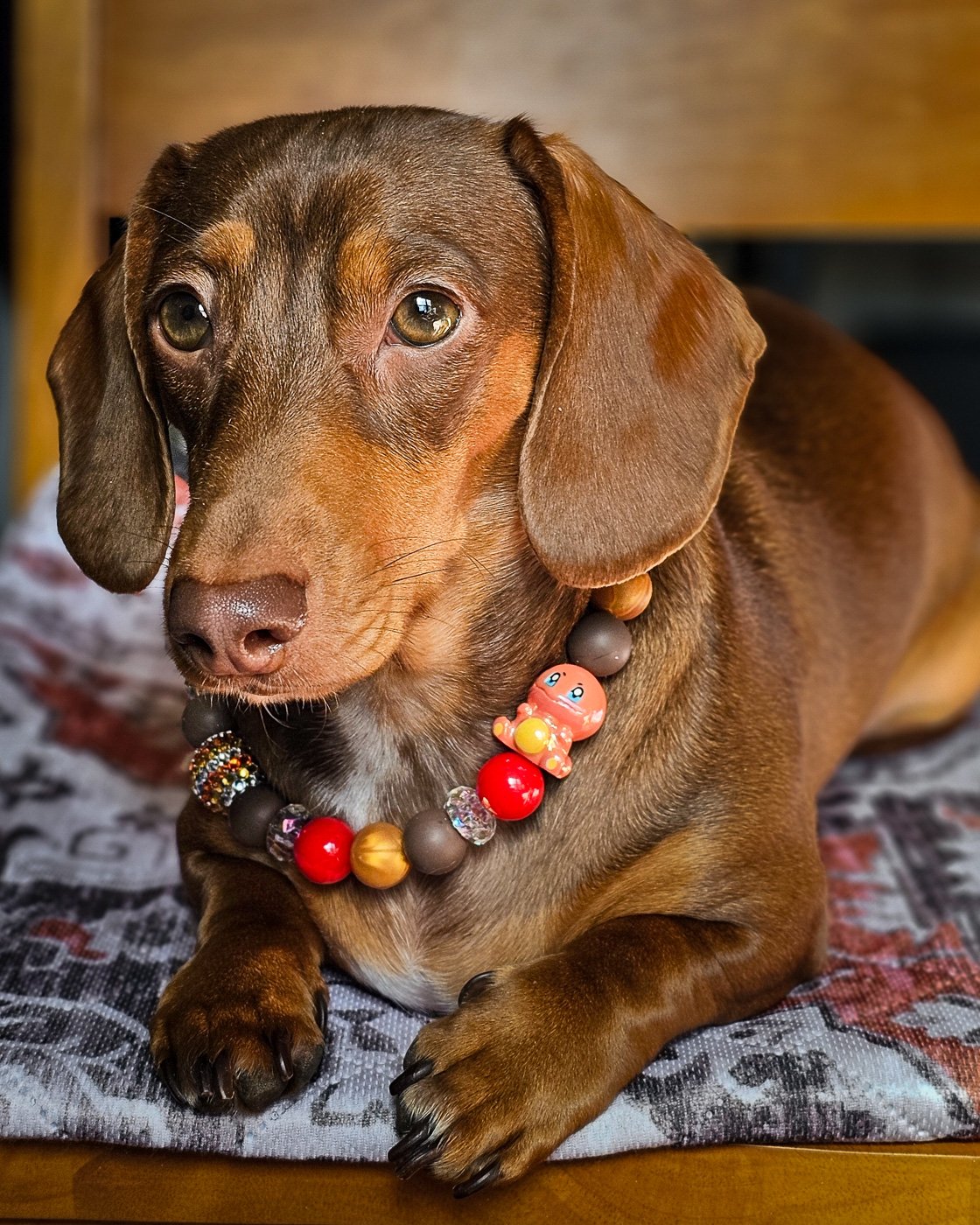 A red dachshund lying on a cushion wearing a red, gold, and cocoa beaded collar, Windy City Tailz styled photo.