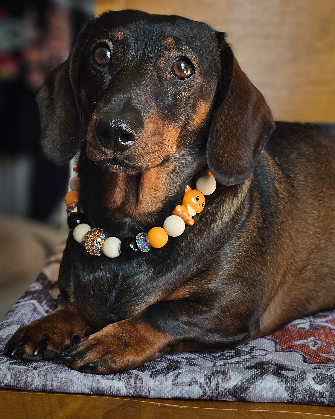 A dachshund sitting indoors wearing an orange, cream, and black beaded collar, Windy City Tailz styled photo.