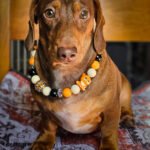 A dachshund sitting indoors wearing an orange, cream, and black beaded collar, Windy City Tailz styled photo.