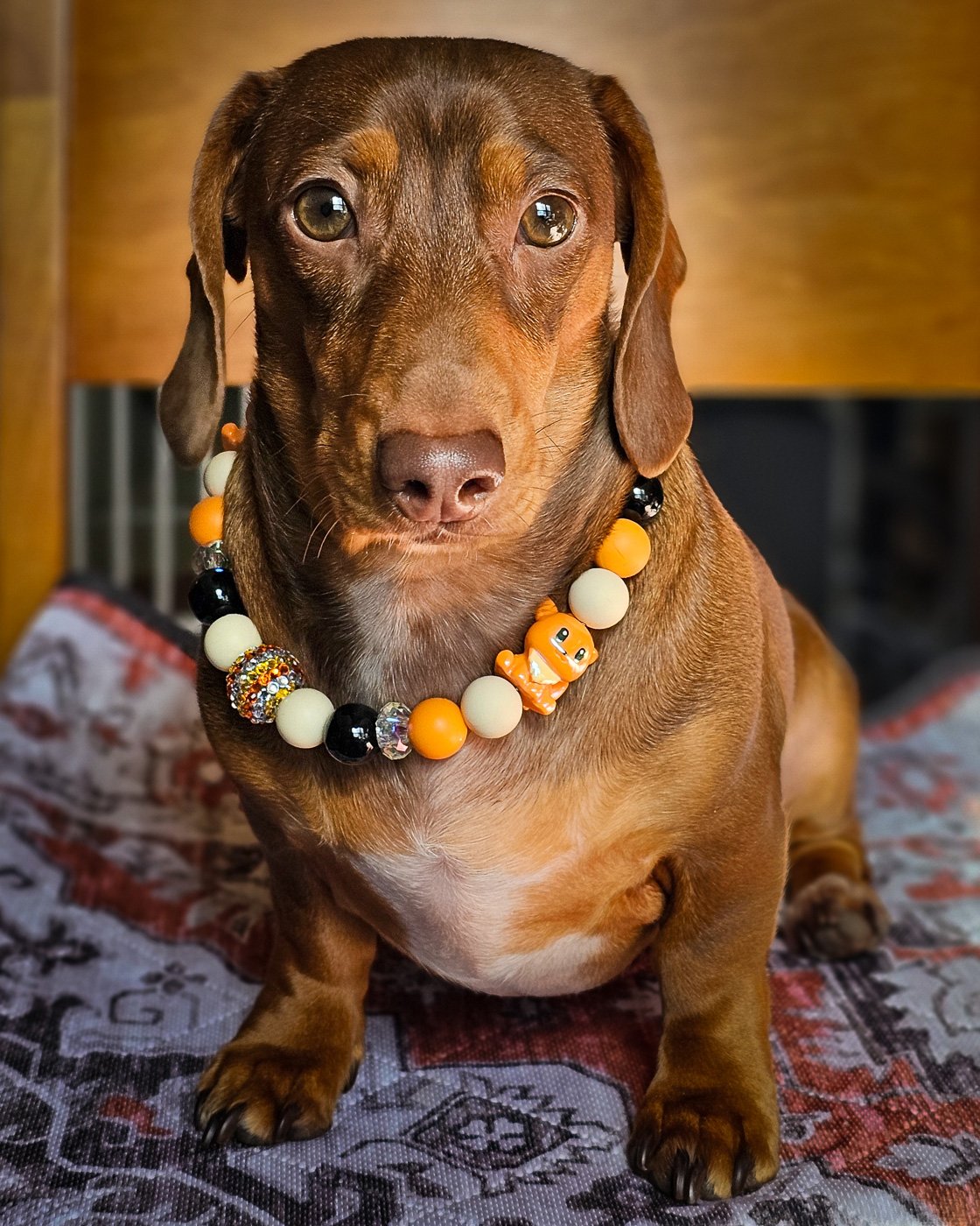 A dachshund sitting indoors wearing an orange, cream, and black beaded collar, Windy City Tailz styled photo.
