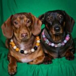 Two dachshunds lying on a green backdrop wearing pink, white, orange, and black beaded collars, Windy City Tailz styled photo.