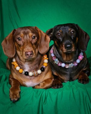 Two dachshunds lying on a green backdrop wearing pink, white, orange, and black beaded collars, Windy City Tailz styled photo.