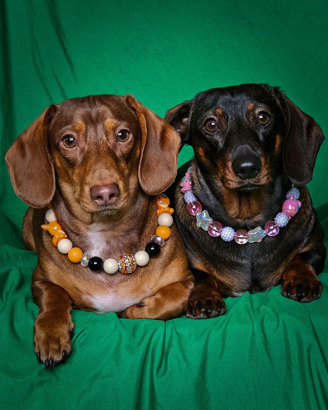 Two dachshunds lying on a green backdrop wearing pink, white, orange, and black beaded collars, Windy City Tailz styled photo.