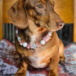 A red dachshund sitting on a cushion wearing a pink and crystal beaded collar, Windy City Tailz styled photo.