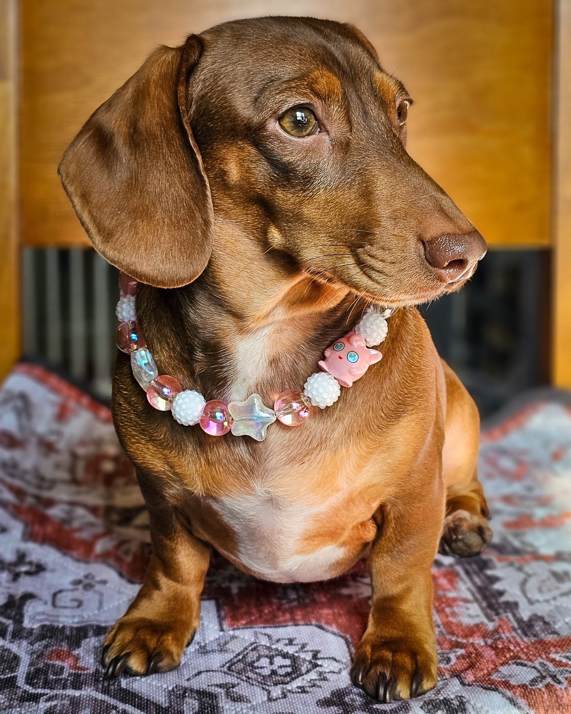 A red dachshund sitting on a cushion wearing a pink and crystal beaded collar, Windy City Tailz styled photo.
