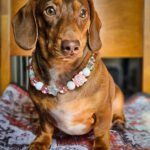 A red dachshund sitting on a cushion wearing a pink and crystal beaded collar, Windy City Tailz styled photo.