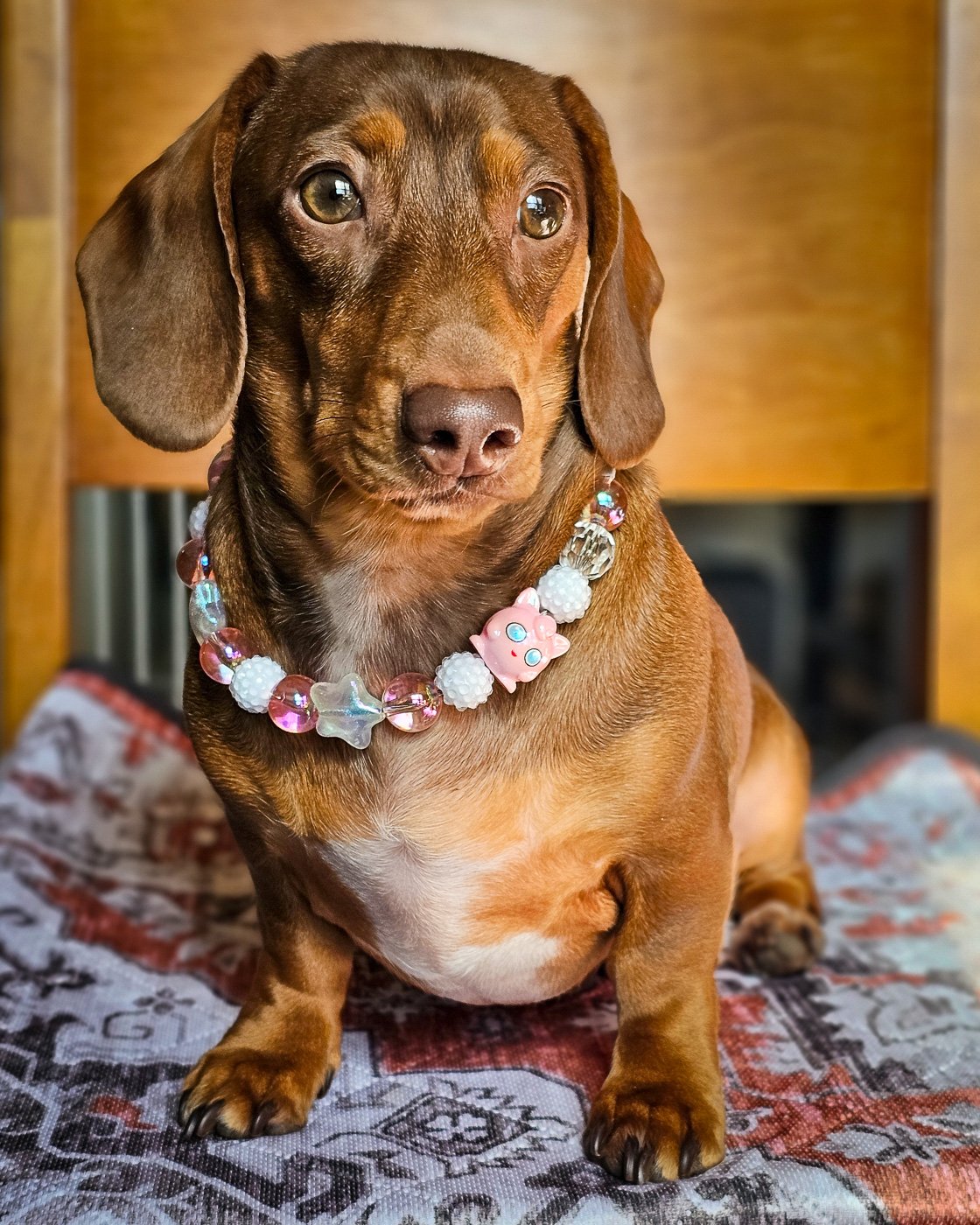 A red dachshund sitting on a cushion wearing a pink and crystal beaded collar, Windy City Tailz styled photo.