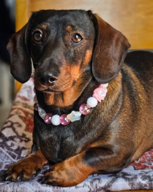 A dachshund lying on a patterned cushion wearing a pink and white beaded collar with star accents, Windy City Tailz styled photo.