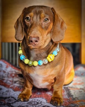 A red dachshund sitting on a cushion wearing a blue and yellow beaded collar, Windy City Tailz styled photo.