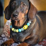 A dark chocolate and tan dachshund lying on a cushion wearing a blue and yellow beaded collar, Windy City Tailz styled photo.
